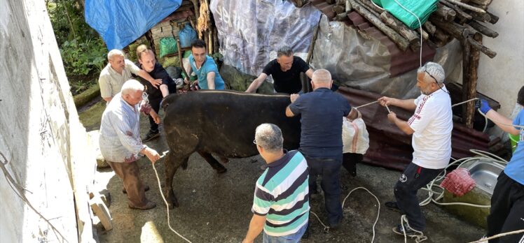 Rize'de kurbanlık boğa sahibini yaraladı