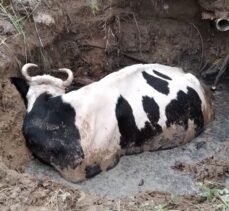 Tekirdağ'da çukura düşen ineği itfaiye ekipleri kurtardı