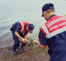 Tokat'ta olta iğnesi yutan leyleği jandarma kurtarıldı