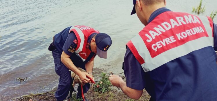 Tokat'ta olta iğnesi yutan leyleği jandarma kurtarıldı