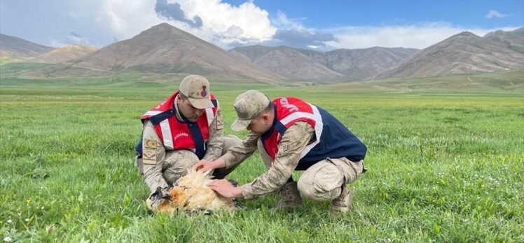 Van'da jandarma ekiplerince bulunan yaralı akbaba koruma altına alındı