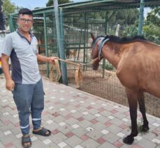 Adana'da otoyolda sahipsiz dolaşan at barınağa teslim edildi