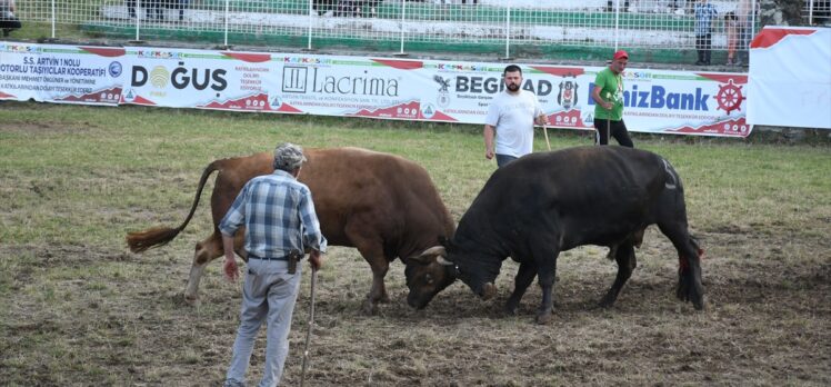 Artvin'de “42. Kafkasör Kültür, Turizm ve Sanat Festivali”nde boğa güreşleri başladı