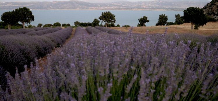 Burdur Gölü manzaralı lavanta bahçelerine yağışlar yaradı