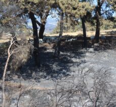 Çanakkale'deki orman yangını kontrol altına alındı