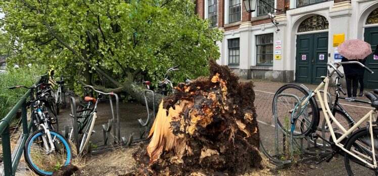 Hollanda'da etkili olan fırtınada aracının üzerine ağaç devrilen kişi öldü