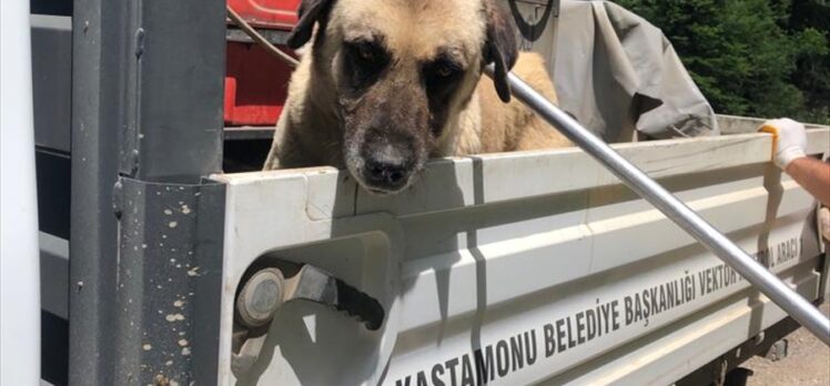 Kastamonu'da yaylada terk edilen sahipsiz köpekler korumaya alındı