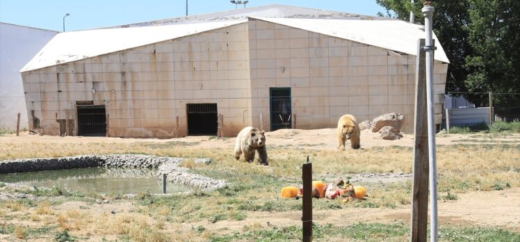 Kayseri'de hayvanat bahçesi sakinleri sıcak havada buzlu meyve kokteyli ile serinliyor