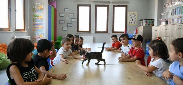 Kocaeli'de belediyenin sahiplendiği kedi “Kahve”nin 7 yavrusu çocuklara emanet