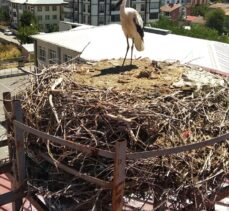 Sivas'ta okul müdürü, yuvadan düşen leylek yavrusunu yeniden çatıya çıkardı