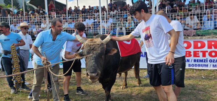 Boğa Güreşleri Türkiye Şampiyonası Artvin'de yapıldı