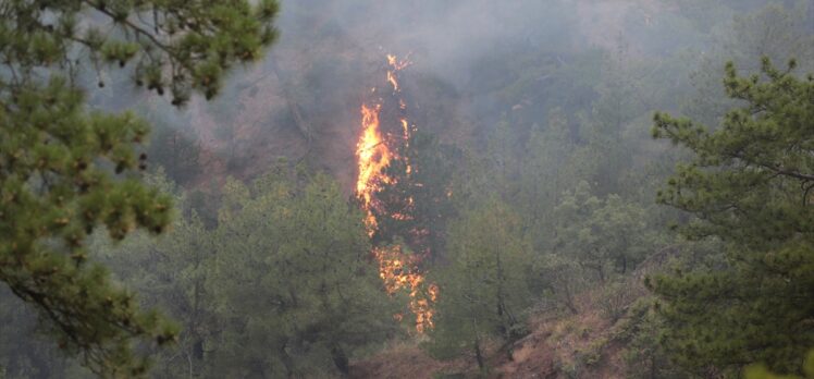 Bolu'nun Göynük ilçesinde çıkan orman yangınına müdahale ediliyor