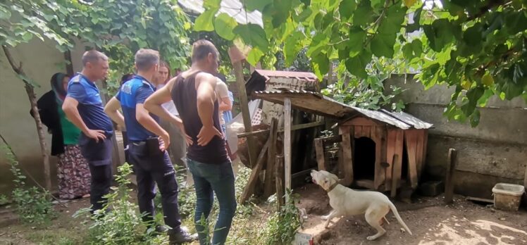 Düzce'de mikroçipsiz yasaklı ırk köpek belediyenin hayvan konukevine teslim edildi