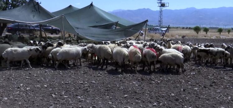 Elazığ'da 1. Geleneksel Koç Katım Şöleni düzenlendi