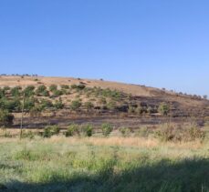 Elazığ'da çıkan yangında 250 dönüm ekili alan zarar gördü