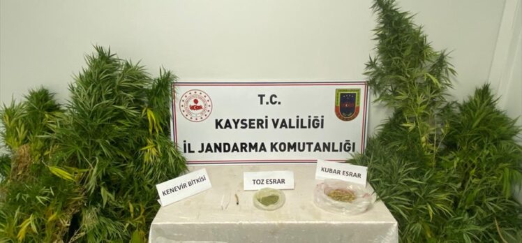 Kayseri'de evinde Hint keneviri yetiştiren kişi yakalandı