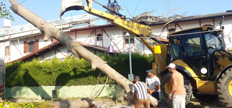 Sakarya'da asırlık çınar ağacı evin çatısına devrildi