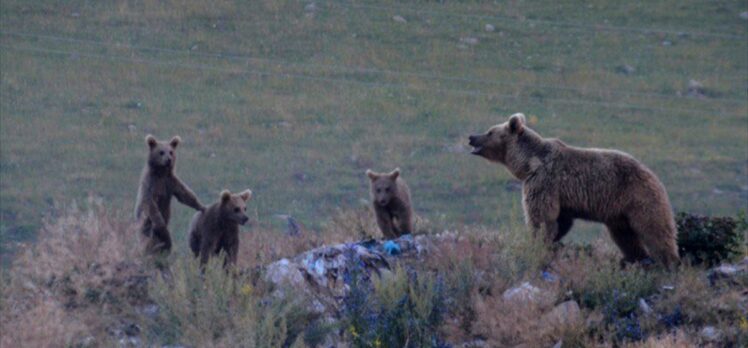 Sarıkamış'ta bir bozayı ile 3 yavrusu doğada görüntülendi