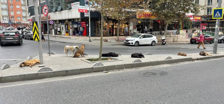 Esenyurt sakinleri, sahipsiz köpek sorununun çözülmesini istiyor