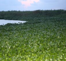 Hatay'da Asi Nehri'ni yeniden su sümbülleri kapladı