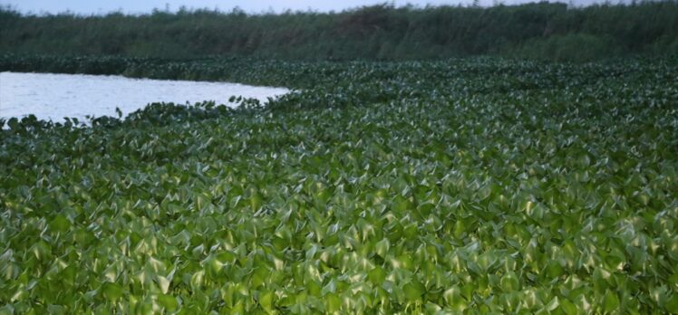 Hatay'da Asi Nehri'ni yeniden su sümbülleri kapladı