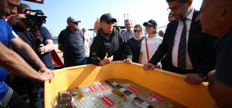 Çanakkale Boğazı'nda 300 yavru ıstakoz denizle buluştu