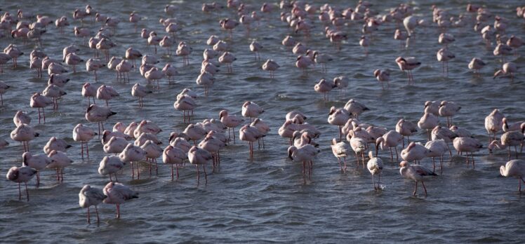 Afrika sahillerinde bir flamingo cenneti: Walvis Bay Lagünü