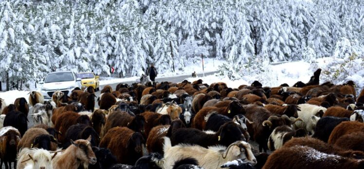 Erzurum'da göçerler sürülerini kar ve tipi nedeniyle yaylalardan indirmeye başladı