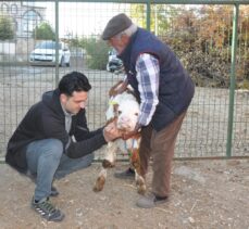 Yozgat'ta doğumda çenesi kırılan buzağı tedavi edildi