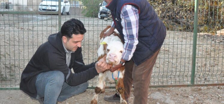 Yozgat'ta doğumda çenesi kırılan buzağı tedavi edildi