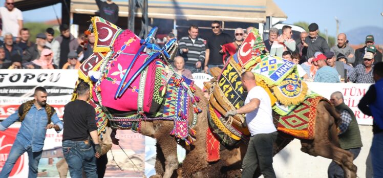 Şampiyon develer Çanakkale'de arenaya çıktı