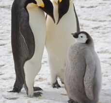 Güney Kutbu'nda 4 yeni imparator penguen kolonisi keşfedildi