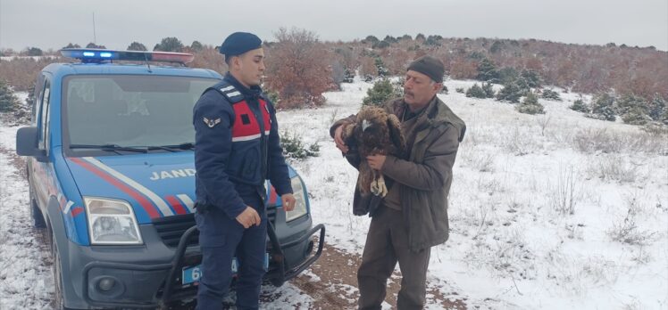 Yozgat'ta jandarmanın bulduğu yaralı şah kartal tedavi edilecek