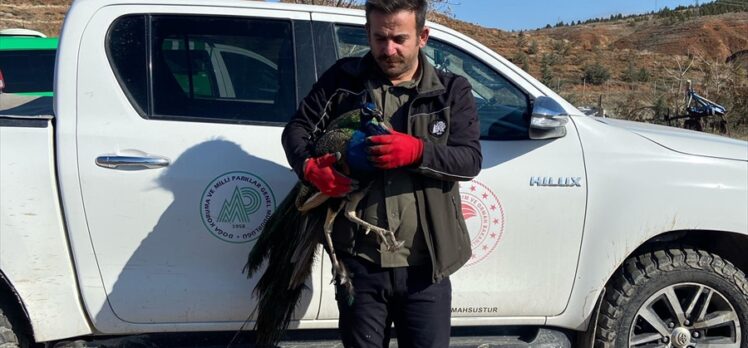 Aksaray'da nesli tükenme tehlikesi olan hayvanların ticaretini yapan kişiye para cezası