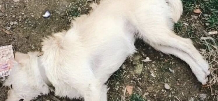 Çanakkale’de zehirlendiği belirlenen 14 köpek telef oldu