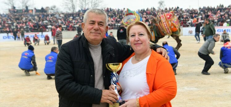 Çanakkale'de pehlivan develer arenaya çıktı