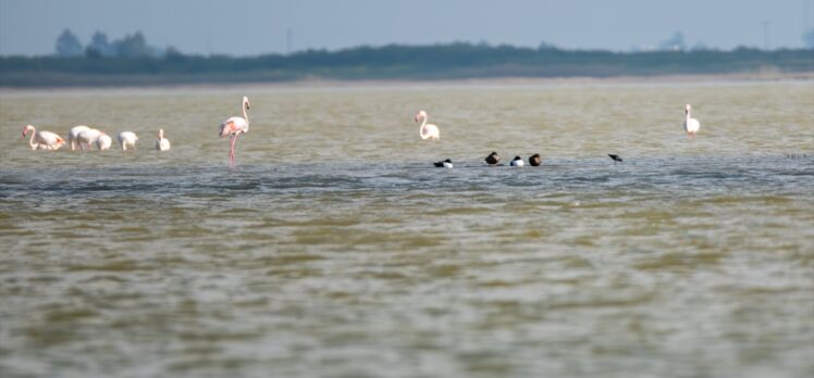 Adana'da yaralı flamingo görüntülendi