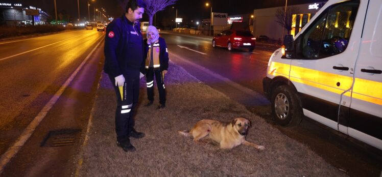 Sivas'ta otomobilin çarptığı köpeği ezilmekten 112 Acil Servis ekipleri kurtardı