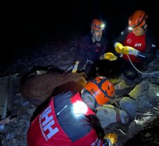 Alanya'da uçuruma yuvarlanan dana 10 saatlik uğraş sonunda kurtarıldı