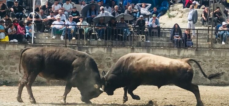 Artvin'de “Yusufeli Sarıgöl Geleneksel Boğa Güreşleri Festivali” başladı