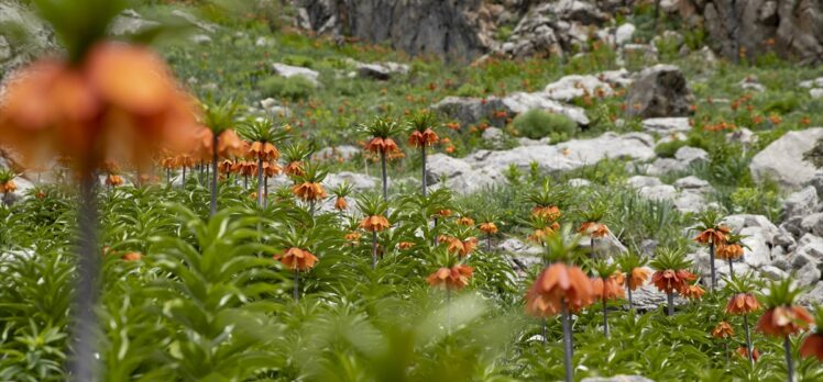 Baharda açan ters laleler Tunceli'nin Mercan Dağları'na güzellik kattı