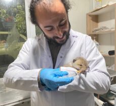 Erzurum'da işçilerin kazı sırasında bulduğu tilki yavruları koruma altına alındı