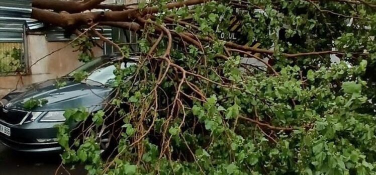 Maltepe'de park halindeki 2 aracın üzerine ağaç devrildi