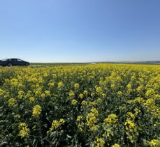 Tekirdağ'ın sarı kanola tarlaları fotoğraf çektirmek isteyenleri ağırlıyor