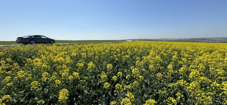 Tekirdağ'ın sarı kanola tarlaları fotoğraf çektirmek isteyenleri ağırlıyor