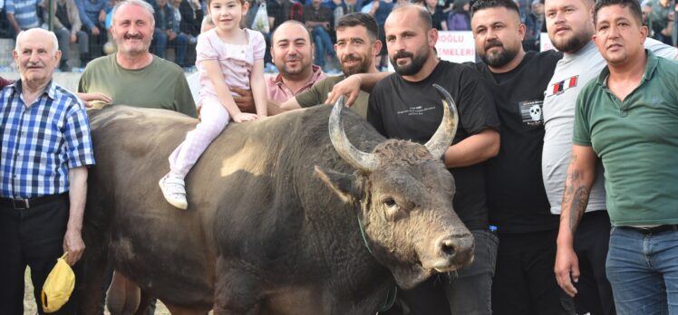 “Yusufeli Geleneksel Derekapı Boğa Güreşleri” sona erdi