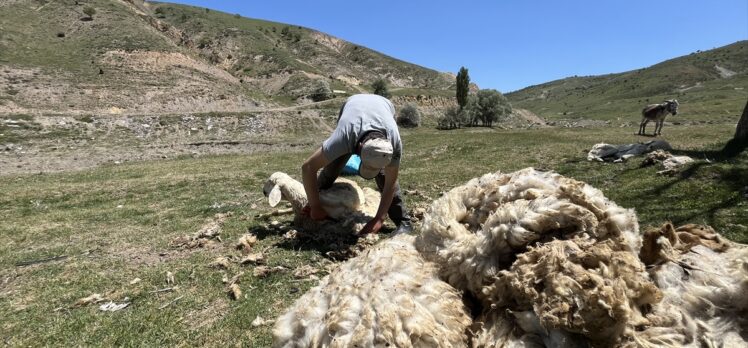 Ankara'da besicilerin koyun kırkma mesaisi sürüyor