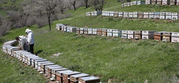 Arıların yeteri kadar nektar alamaması koloni kayıplarına yol açıyor