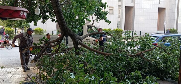 Çorum'da üzerine ağaç dalı düşen kadın yaralandı