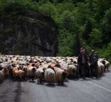 Doğu Karadeniz'de besicilerin yaylalara göçü sürüyor